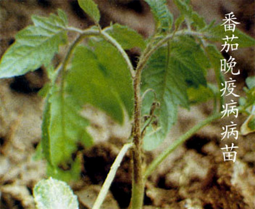 18688127_1.jpg