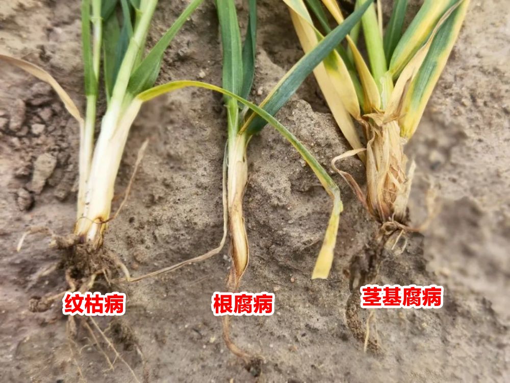 wkb.jpg